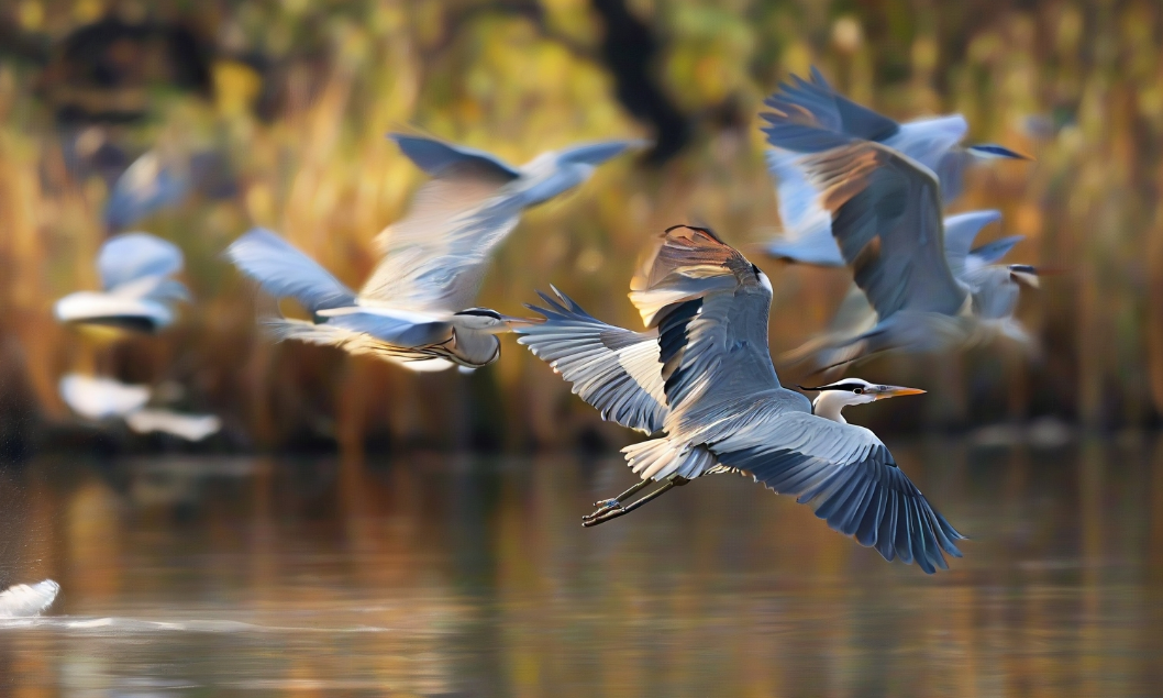 69965216.png 69965216.png